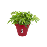loft urban rond wielen 50cm veenbes rood